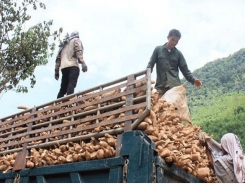 Three factors make Vietnamese cassava slump in China