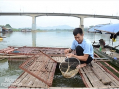 Nơi sinh sản 4 loài cá quý sông Lô