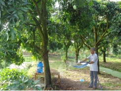 Biện pháp hạn chế tác hại của mặn cho vườn cây ăn trái