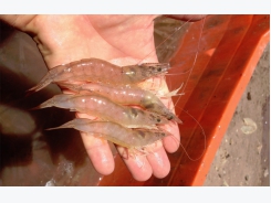 Shrimp feed sustainability conundrum: Fishmeal substitution