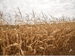 Aquaculture leaders issue warning to Brazilian soy sector