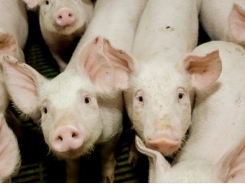 Soybean meal may provide energy boost for swine