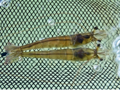 A pioneering perspective on shrimp genetics