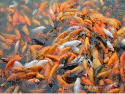 Toxicity of chemical substances in aquaculture