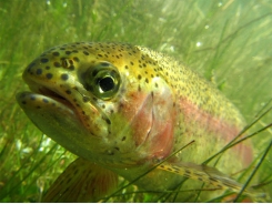 Long-term dietary replacement of fishmeal, fish oil in rainbow trout