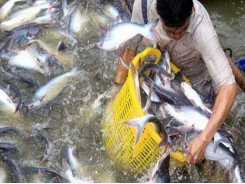 Việt Nam to fall short of fisheries export target
