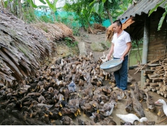 Vịt bầu Lâm Thượng