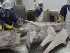 Vietnamese tuna enjoys benefit from the US-China trade tension