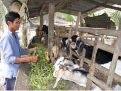 Goat breeding brings high incomes to farmers in Bến Tre