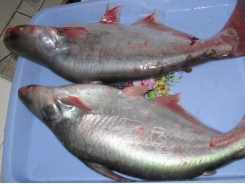 Hướng dẫn cách phòng trị một số bệnh cho cá lúc giao mùa
