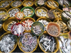 New tool for measuring seafood sustainability