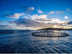 How aquaculture producers can benefit from a “beyond compliance” approach