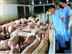 Nearly 6 million pigs destroyed due to African swine fever
