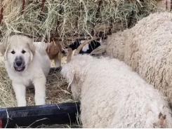 Study explores optimal training for livestock guardian dogs