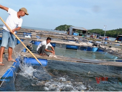 Kiên Giang’s marine aquaculture aims to reach one billion USD