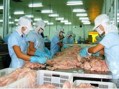 Pangasius exporters reduced their sales because of US market