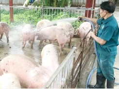 Pig-breeding households unable to rebuild pig herd without biosecurity