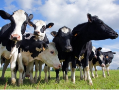 Recent inbreeding in cows linked to greater depression