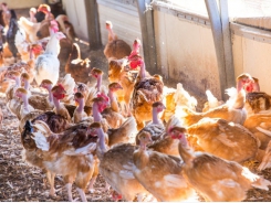 Precision nutrition boosts environmental sustainability of poultry production
