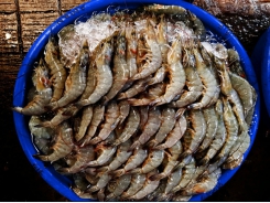 Big break for small-scale shrimp farmers in Vietnam
