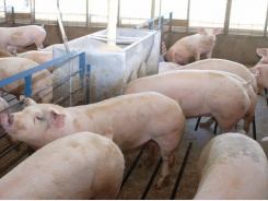 Are growing pigs the missing piece in PRRS control?