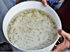 Efficacy of natural products and antibiotics in shrimp hatcheries