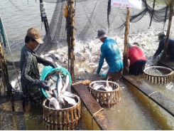 Vietnam’s catfish now has to compete fiercely in world market