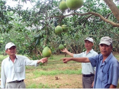 Creating brand names for Southeastern farm produce