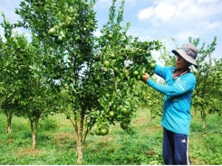 Bón phân cho vườn cây ăn trái vùng đất phèn - mặn