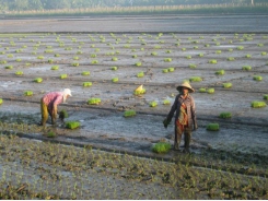 Farmers speed up rice cultivation to avoid saltwater intrusion, drought