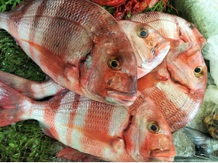 What clues does fish mucus hold in the fight against antimicrobial resistance?