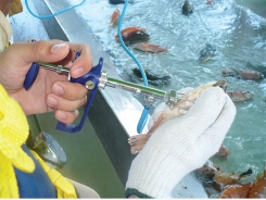 Vaccine niêm mạc - Triển vọng mới cho nghề nuôi cá rô phi