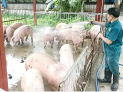 Increase in poultry flock because of hog losses due to African Swine Fever