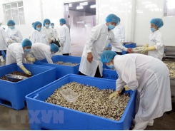 European consumers favour clam and scallops from Vietnam