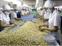 Việt Nam remains world's top cashew exporter