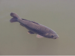 Quảng Ninh to boost the black carp farming