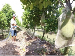 Đồng Tháp to expand fruit cultivation, improve fruit value