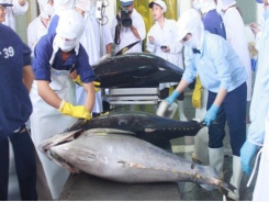 Vietnamese tuna exports to several markets bounce back vigorously