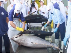 Vietnamese tuna exports to several markets bounce back vigorously