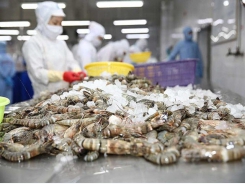 Minh Phú opposes US anti-dumping duty on frozen shrimp