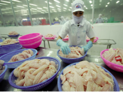 Standard pangasius exported to EU be distributed in Vietnamese northern provinces