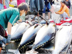 Vietnam’s tuna exports to US bounce back quickly