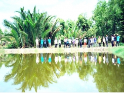 Mekong Delta expands rice-shrimp farming model