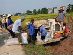 Improved Vietnamese rice meets EU standards, says top official