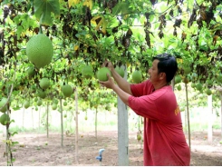 Trà Vinh to grow high-value crops on low-yield rice fields