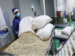 Vietnam's cashew industry expects to get a higher position in the global cashew value chain