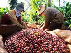 Trade deal expected to stimulate Vietnamese coffee exports to EU