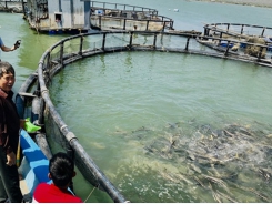 Bà Rịa – Vũng Tàu Some achievements from high technology appliance in aquaculture 2017-2020
