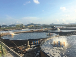 Shrimp farming in round cement pond brings high income