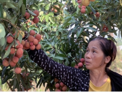 Farmers livestream to sell oranges, tea around the globe